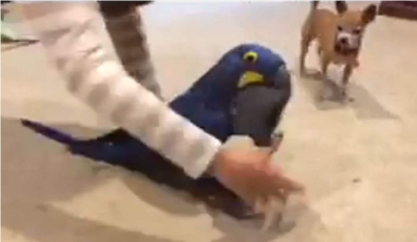 Perro y loro demuestran ser los 'mejores amigos'