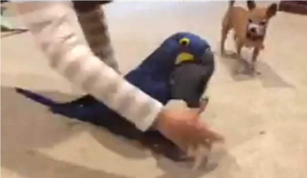 Perro y loro demuestran ser los 'mejores amigos'