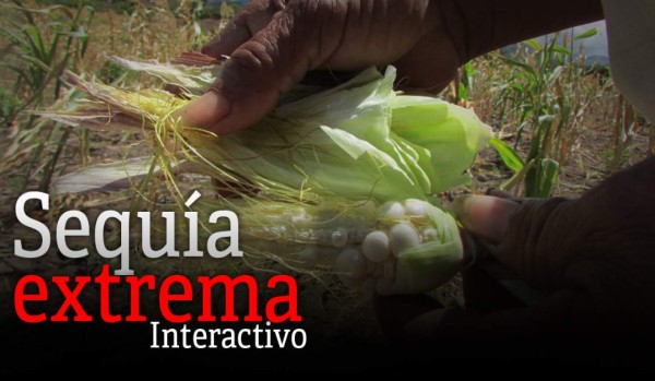 El 50% de la siembra de granos básicos se pierde por sequía