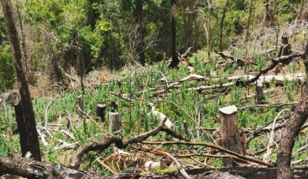 Hallan cinco mil plantas de marihuana en Honduras