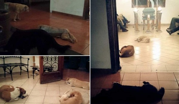 Jauría de perros asiste a funeral de mujer que los alimentó por años