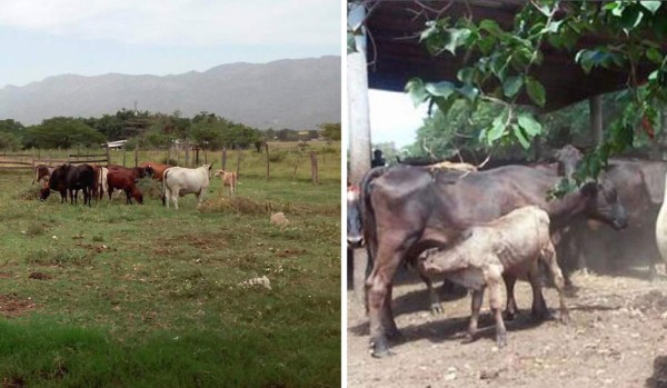 Incautan ganado en propiedades de familia de exalcalde de Yoro
