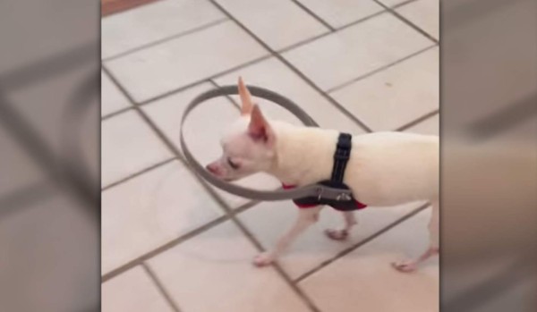Crean un ingenioso 'parachoques' para perro ciego