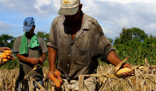 Gobierno no descarta importación de granos básicos para garantizar abasto