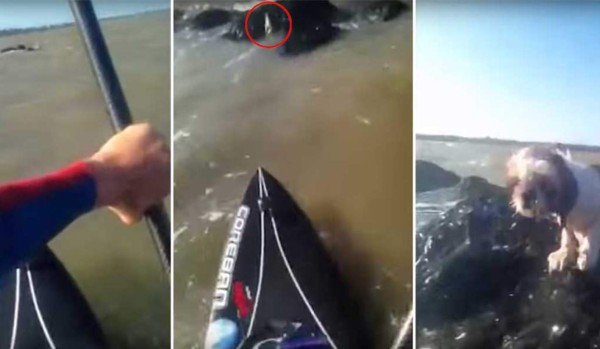 Deportista rescata a cachorro que se encontraba en el mar
