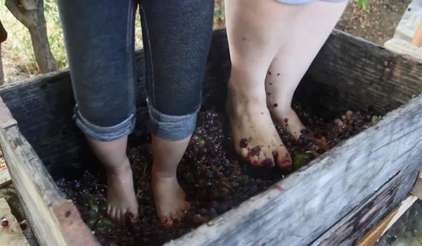 Jóvenes mexicanas exprimen la uva del vino con los pies como hace 300 años