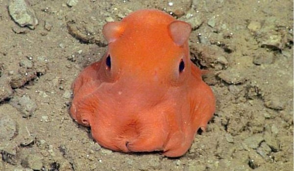 Buscan nombre para pulpo rosa