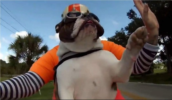 Este perro disfruta al máximo andar en motocicleta. Foto YouTube.