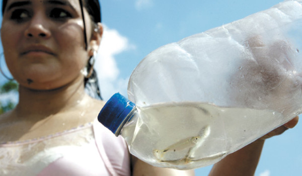 Sardinas saltarinas, atracción en Chinda