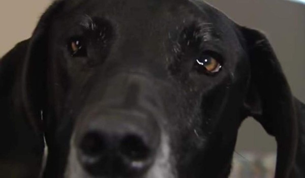 Su pareja le dio una brutal golpiza y esto es lo que su perro hizo por ella