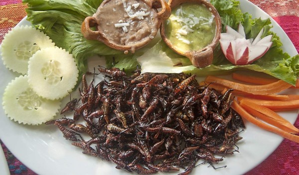 ¿Comer grillos puede mejorar la salud?