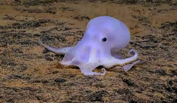 Descubren pequeño pulpo fantasmal