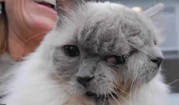 Muere el gato que nació con dos caras, dos bocas, dos narices y tres ojos azules. Foto YouTube.