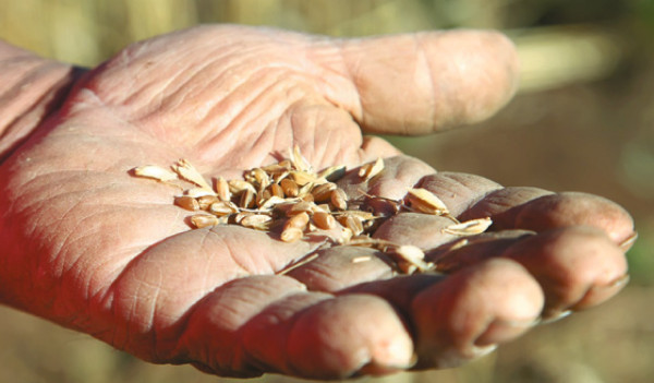 El señor de los cereales