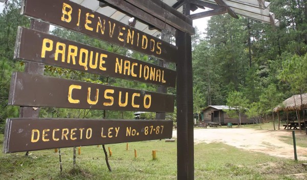 Ranas endémicas a punto de desaparecer en el Parque Nacional El Cusuco