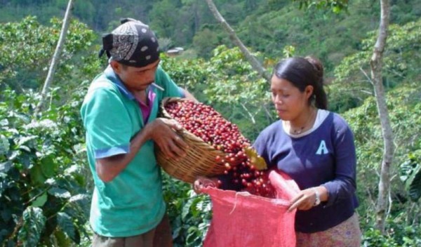 Quintal de café cae a los $106 en mercado mundial