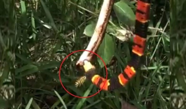 Video viral: Una serpiente devora a otra mientras una avispa ataca