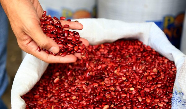 Banasupros sampedranos, abastecidos de frijoles en un 50%