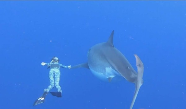 Buzos nadan con gigantesco tiburón blanco en Hawái