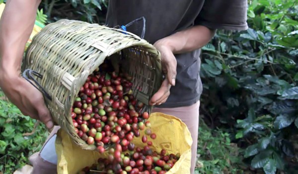 Exportación de café cae 27.4% en primeros cinco meses de cosecha