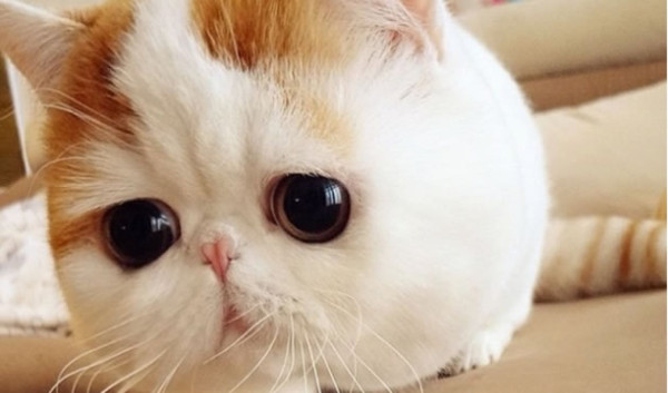 Snoopybabe, el gato que causa furor en Internet