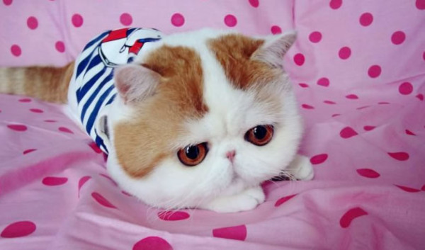 Snoopybabe, el gato que causa furor en Internet