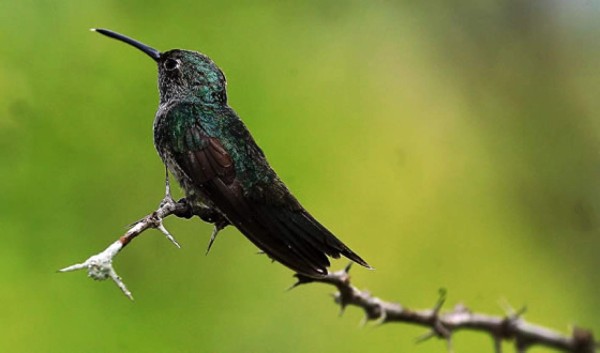 10 años parada carretera para proteger colibrí esmeralda