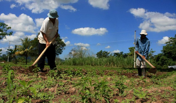 Cajas rurales recibirán L30 millones para apoyar la producción agrícola