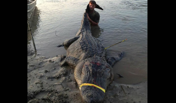 Capturan un cocodrilo gigante en EUA