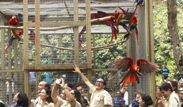 Algarabía en Copán tras liberación de 12 guaras rojas