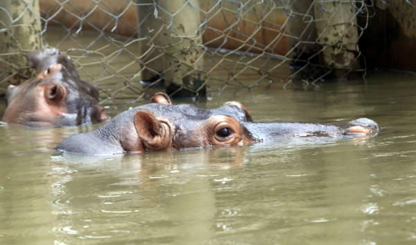 Zoológico Joya grande, un paraíso en crisis por falta de ingresos