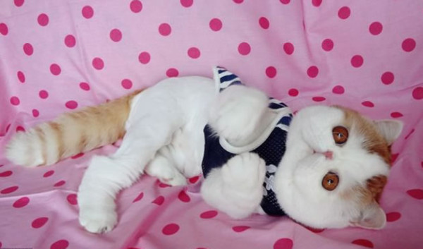 Snoopybabe, el gato que causa furor en Internet