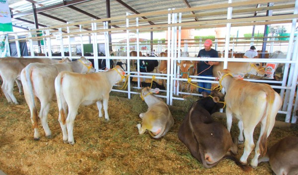 Campo Agas será sede de feria ganadera regional en marzo