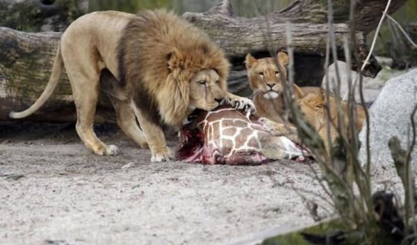 Zoológico de Copenhague mata a cuatro leones, tras polémica muerte de jirafa