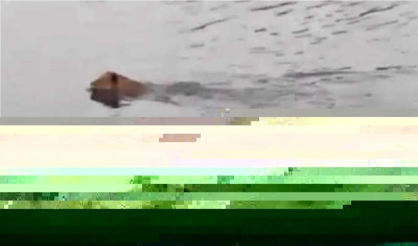 El reptil logra morder al león en la espalda. Foto YouTube.