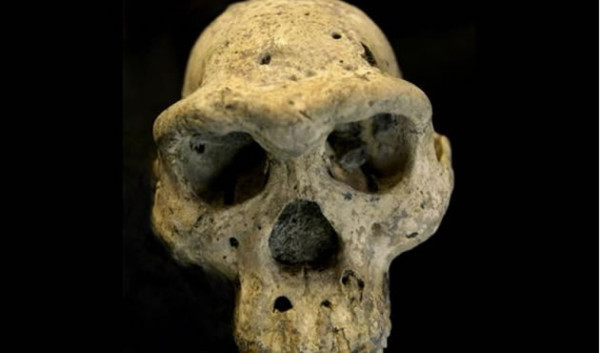 Cráneo de 1,8 millones de años pone en cuestión historia de evolución humana