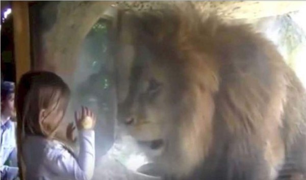 Sorprende reacción de un león cuando una niña intentó besarlo