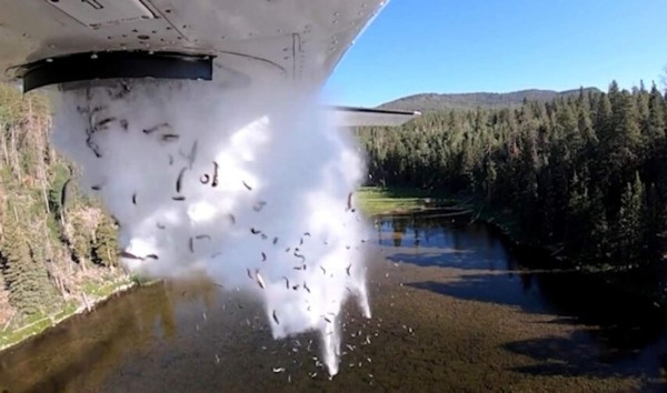 ﻿VIDEO: 'Bombardean' con miles de peces lagos en Estados Unidos