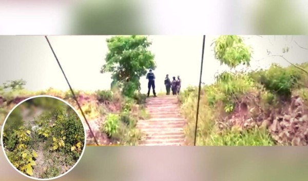 Asesinan a labradores mientras cuidaban sembradillos en Tegucigalpa