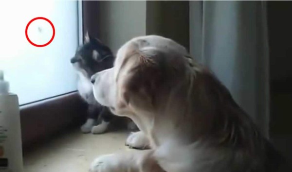 Cachorro y gatito trabajan en equipo para atrapar una polilla