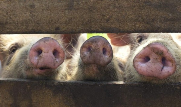 Peste porcina africana preocupa a productores hondureños