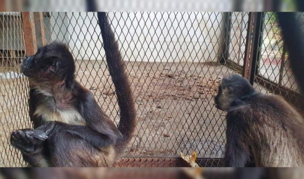 Rescatan a dos monos araña que eran maltratados en aldea de Tegucigalpa