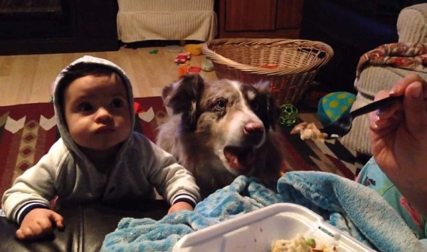 Video: El perro que dice 'mamá' sorprende al internet