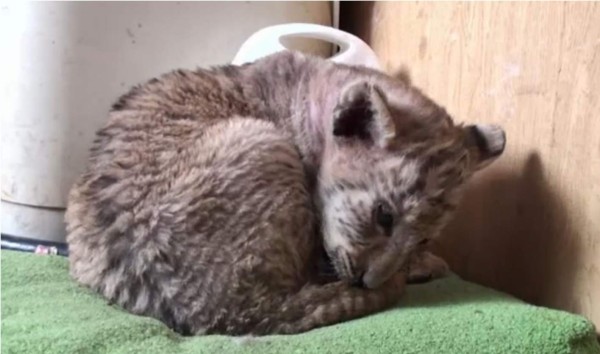 Zar, el hijo de tigresa y león que reina en un zoológico ruso