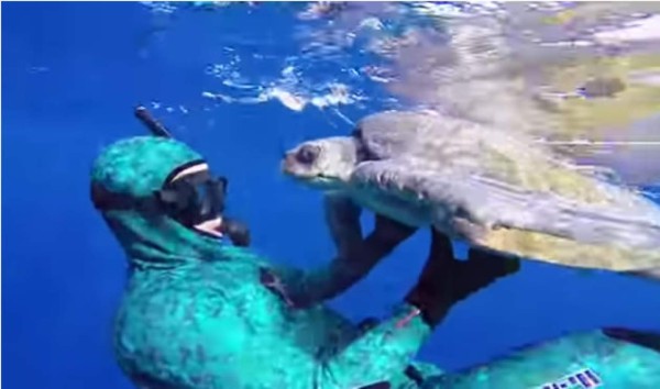 Video: Tortuga sorprende al agradecer a buzo que la liberó tras estar atrapada