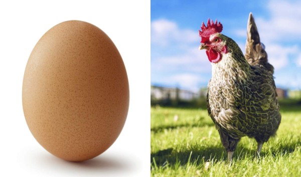Resuelven el misterio del huevo y la gallina