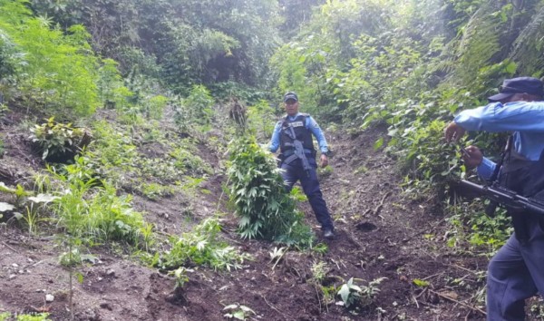 Encuentra plantación de marihuana en Talanga