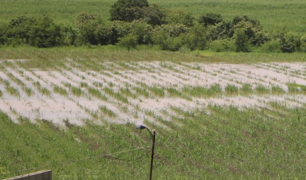 Lluvias causan primeras inundaciones en el Valle de Sula