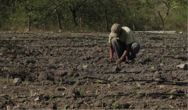 Productores de granos básicos dependen de lluvias para sembrar