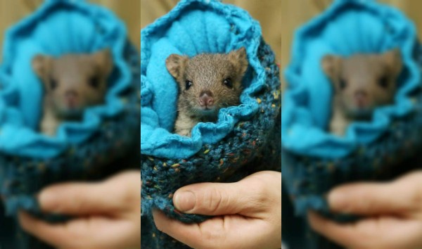 La canguro que vive en una bolsa de lana&nbsp;&nbsp;